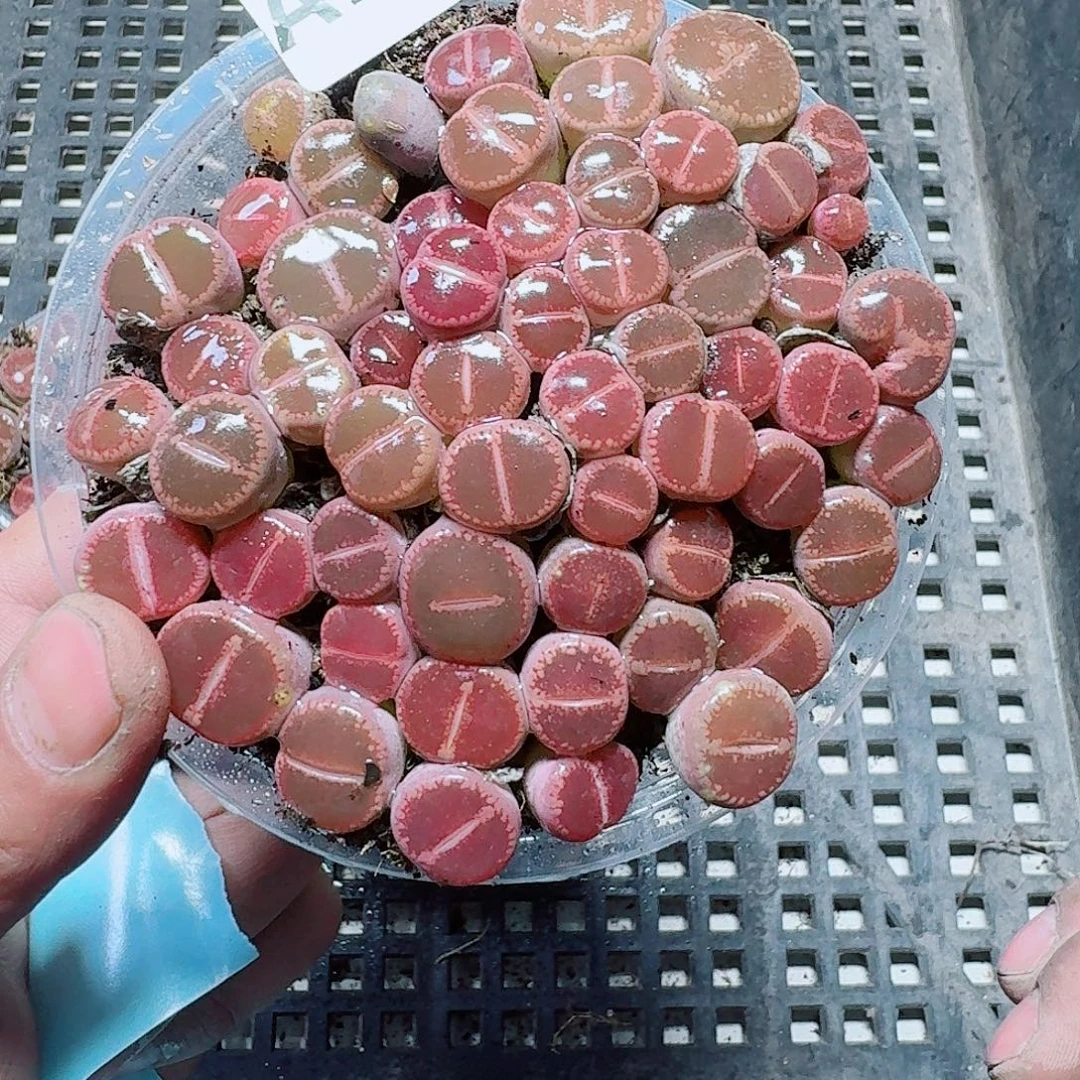 合***肉193多肉植物多肉植物