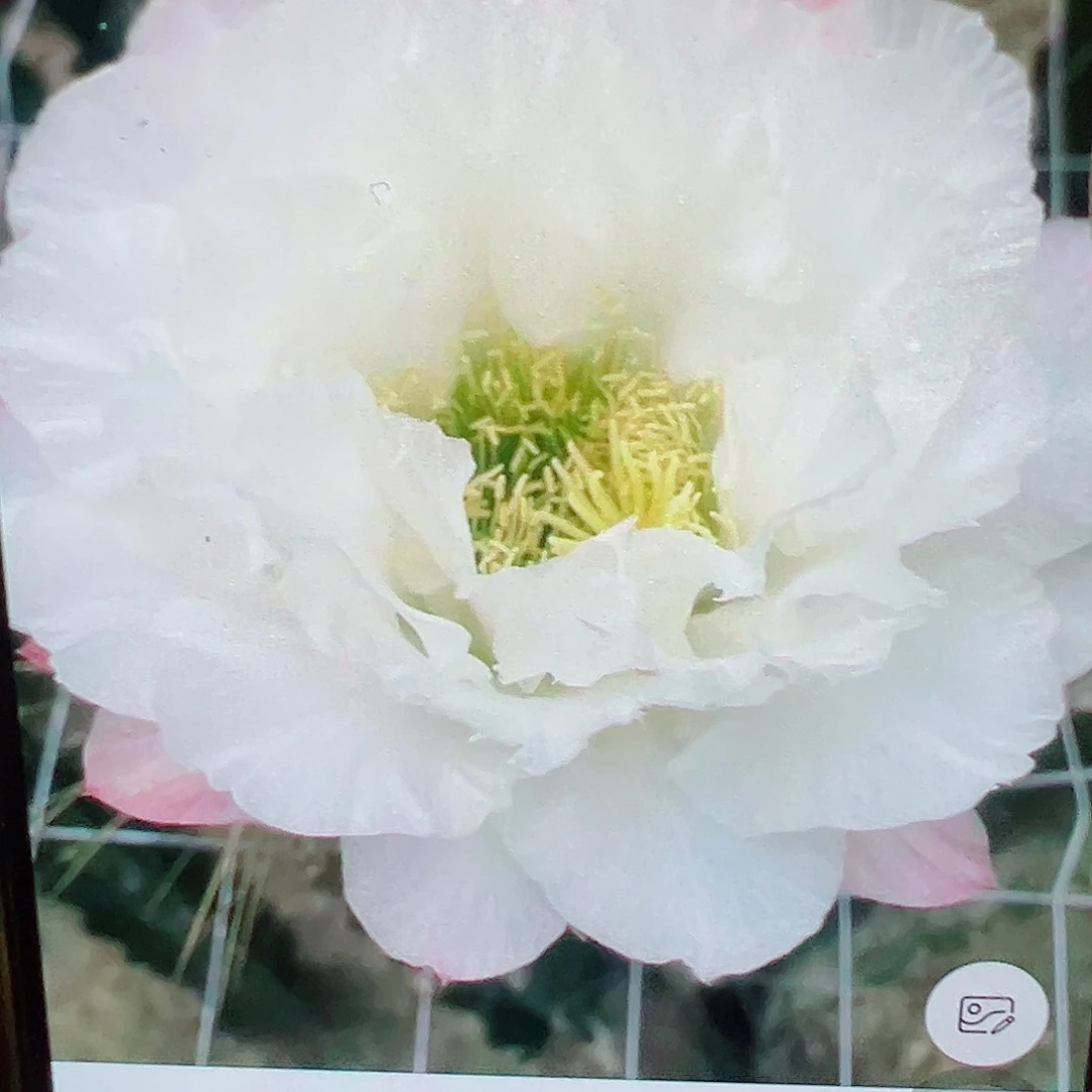 毛花柱 白牡丹 侧芽满20包邮
