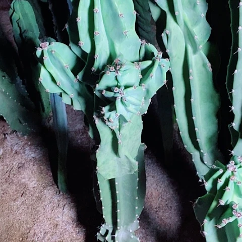 依***馆40公分左右象腿侧芽无根量天尺