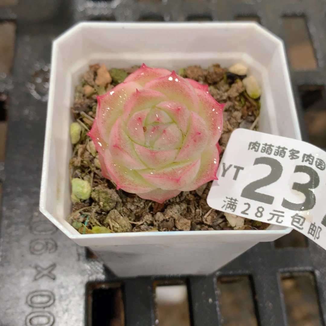 肉萌萌拇指盆精控多肉YT237