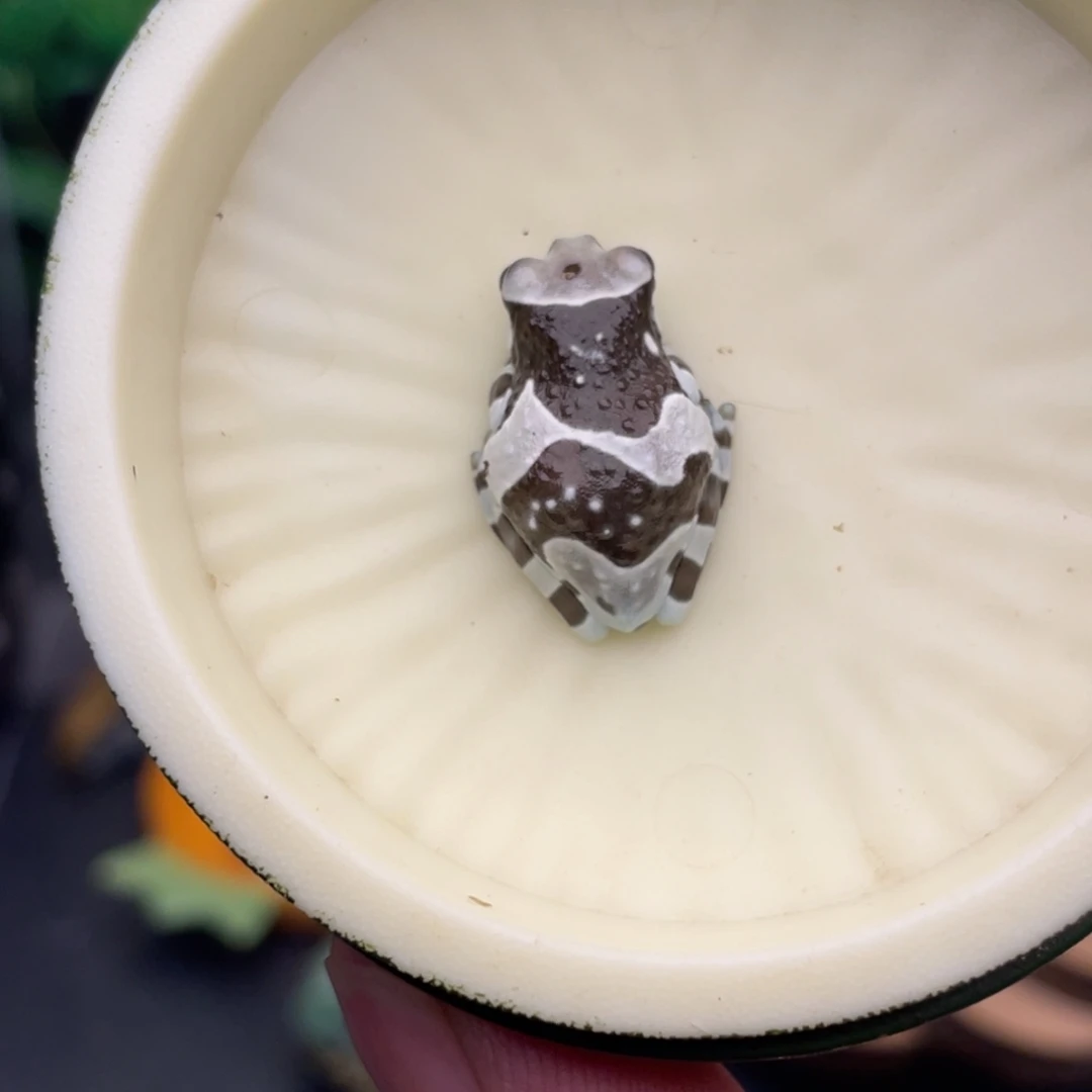 牛奶蛙1号牛奶树蛙