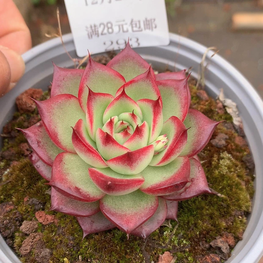 【闪购商品】云292