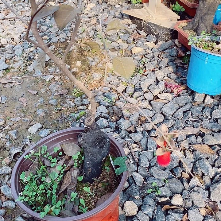 心***痕无花朵哈哈哈哈哈哈