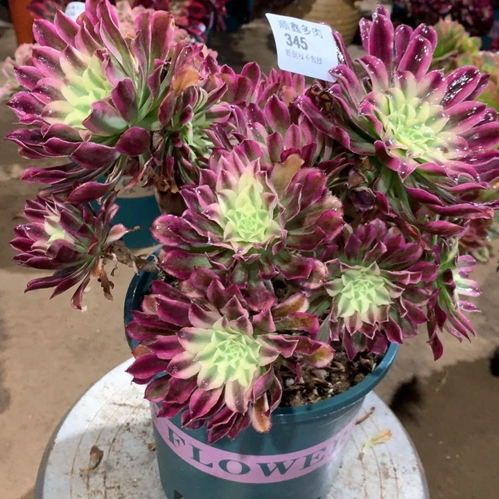 345仙墨多肉植物