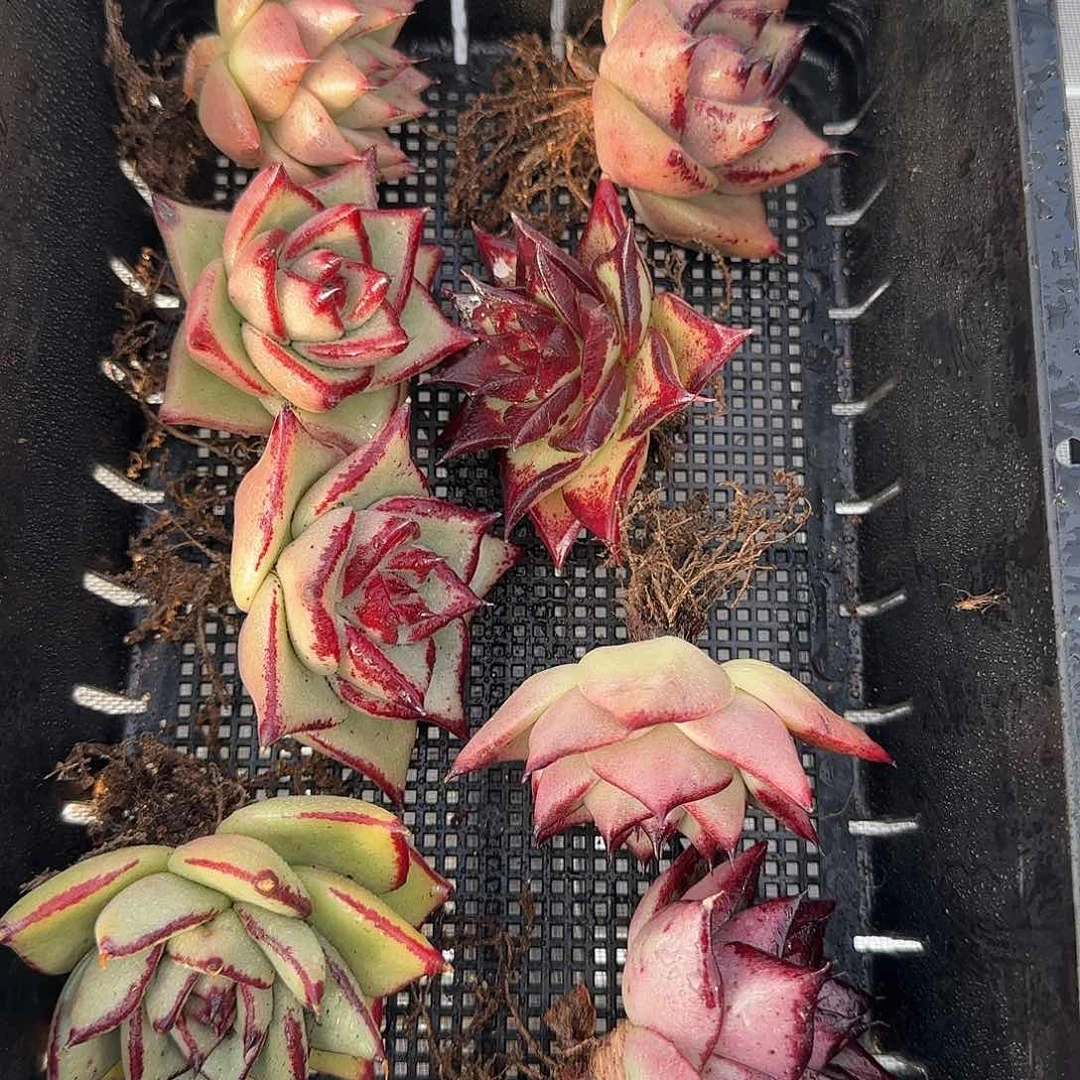 从前慢花园精选0117-26