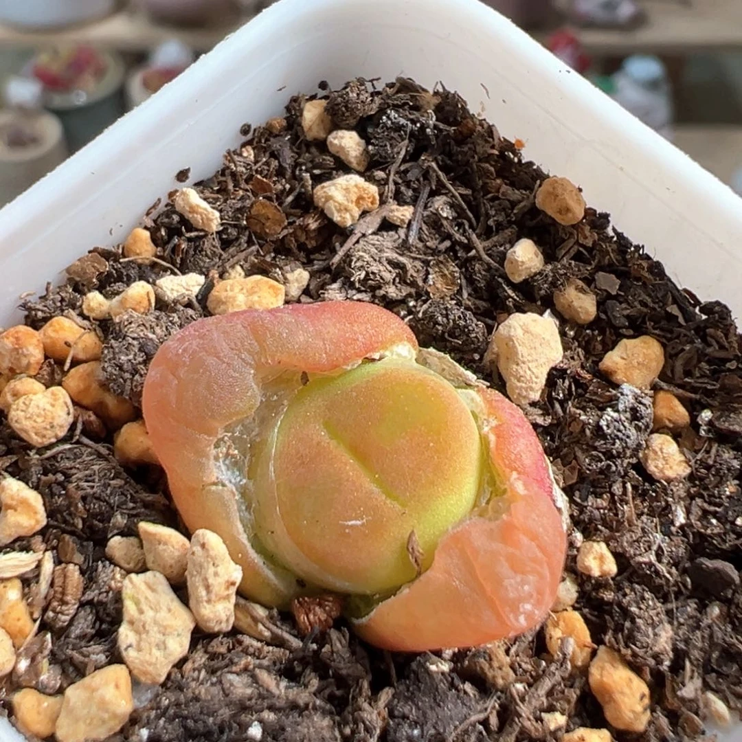 多肉植物181号水蜜桃