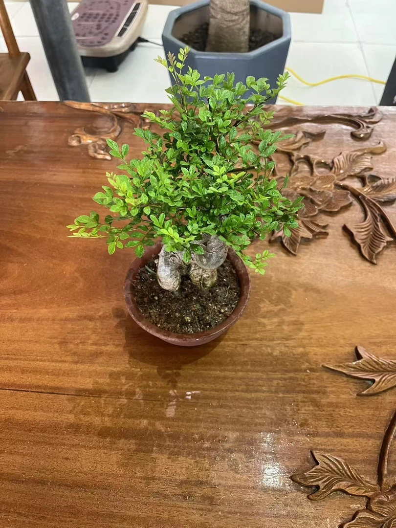 原生态老桩对节白蜡盆景盆栽美观实用