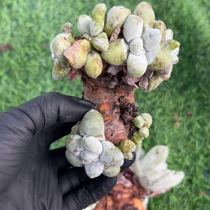 mini7头小可爱～拇指2373