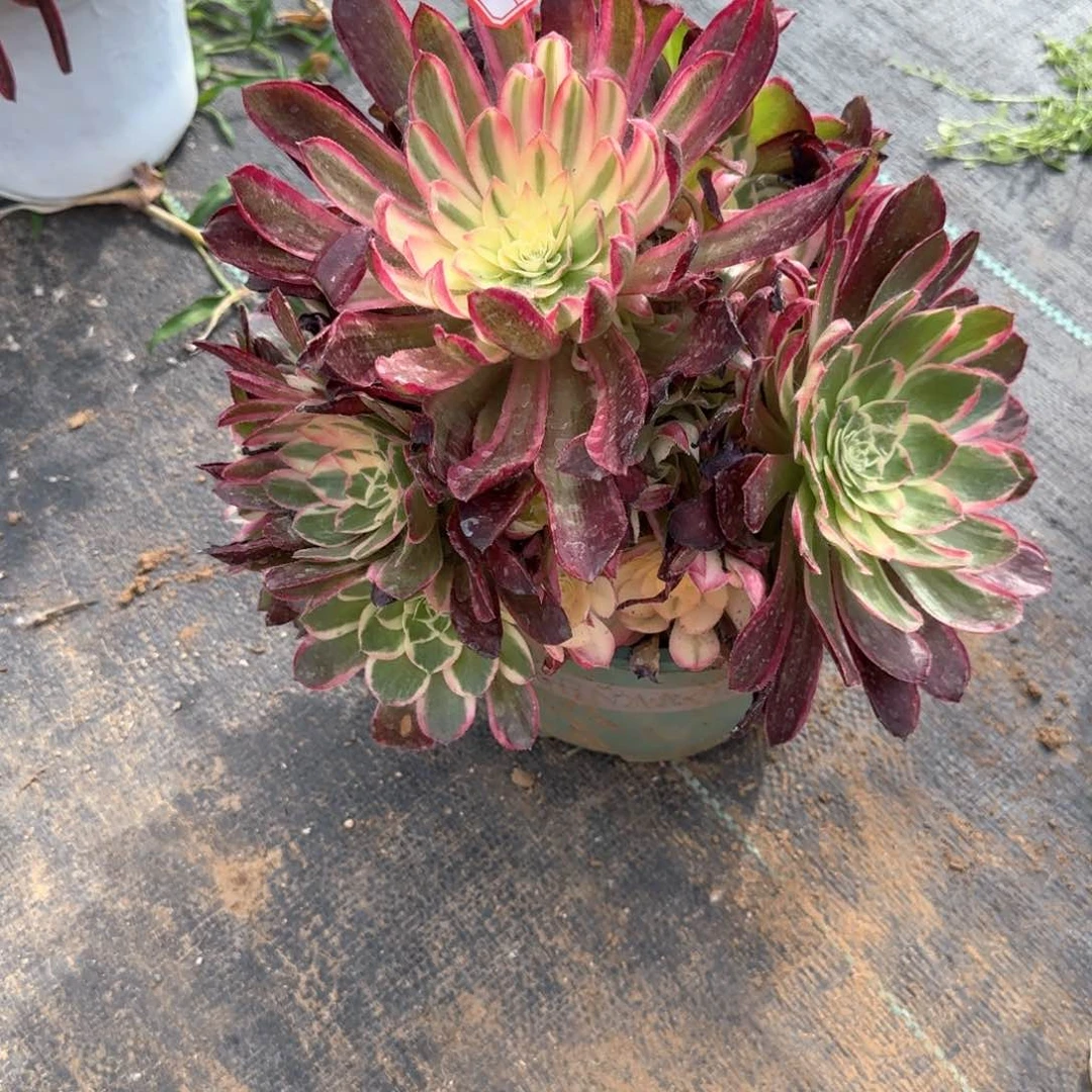 13-85稀释多肉植物