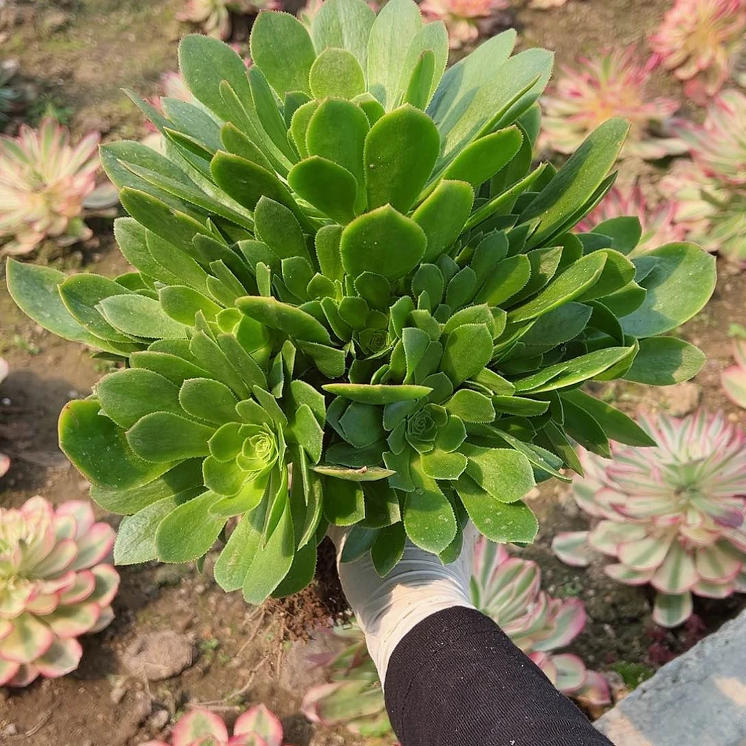 紫砂茶宠金秋大群一颗量拍