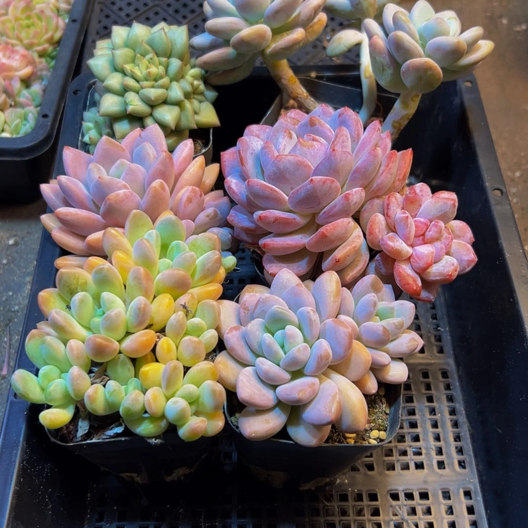 440多肉的小龙虾和一
