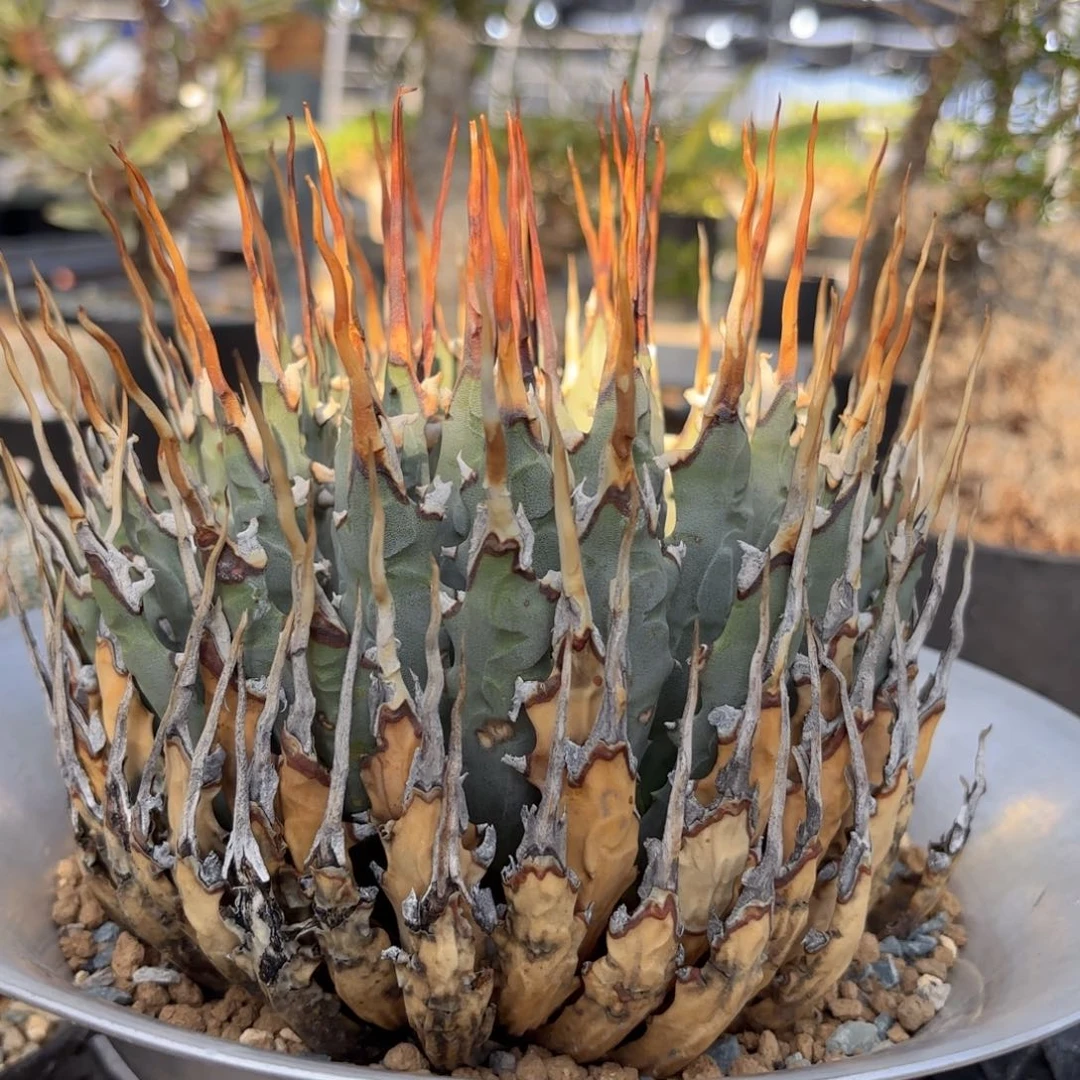 当前无花朵，栽培后可花朵曲刺妖炎