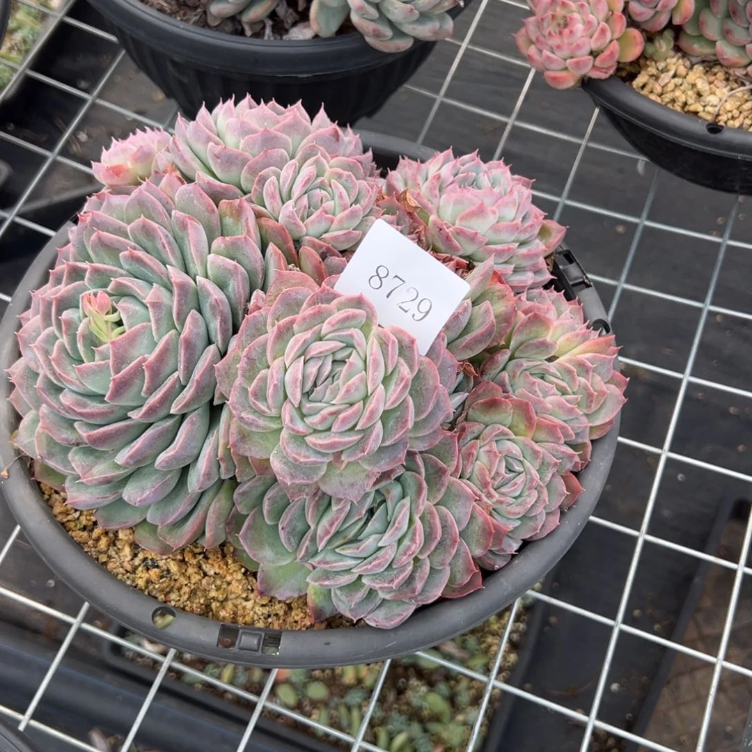 阿*8729多肉多多多多多