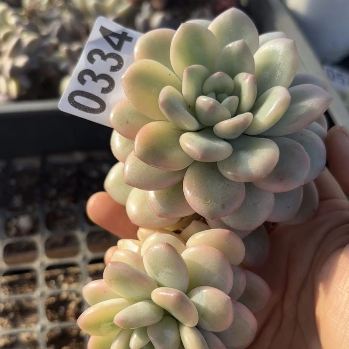 多肉植物满18包邮当场凑单