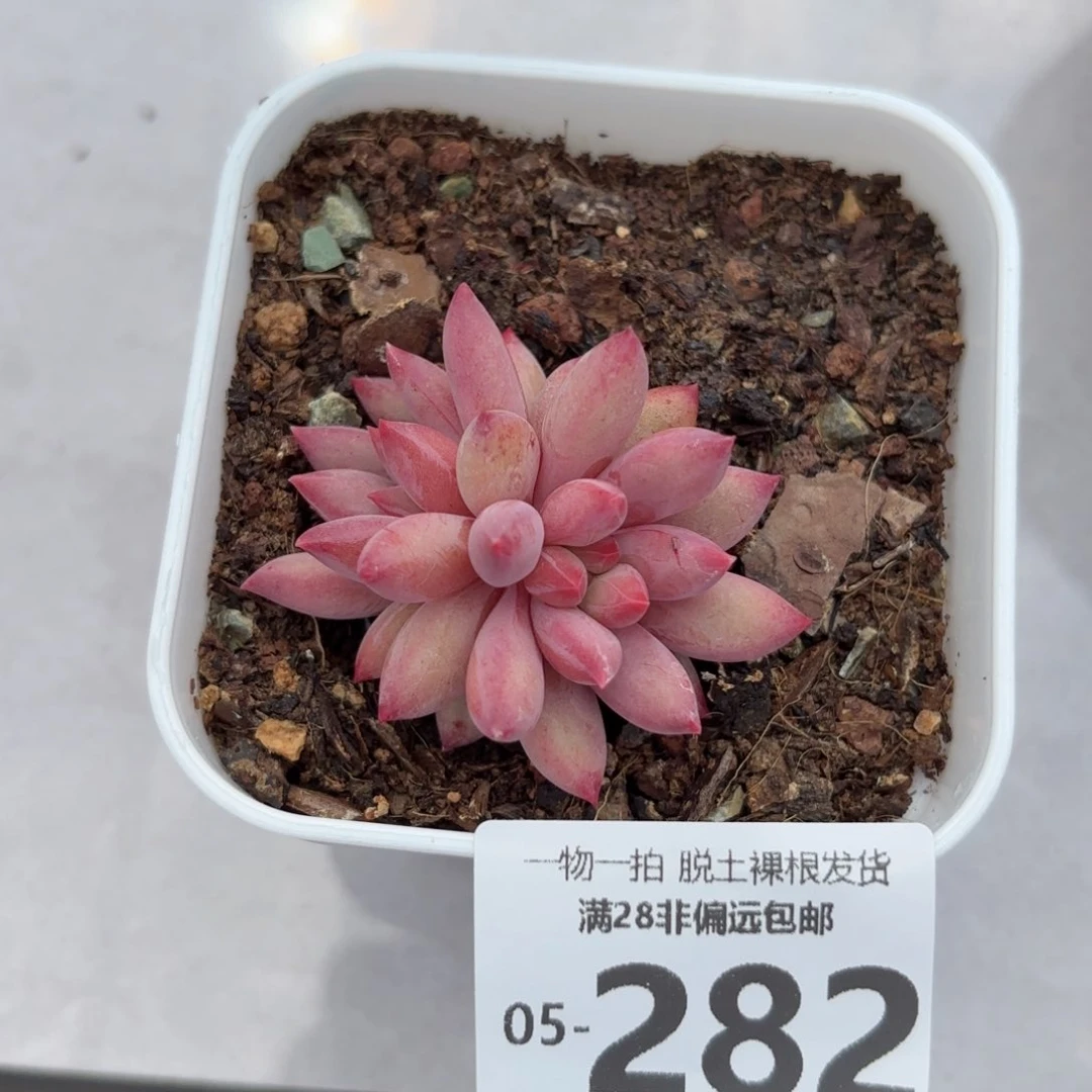 金鱼姬多肉多肉多肉