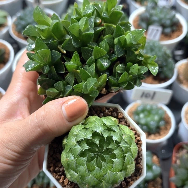 樱水晶+群生姬寿多肉植物