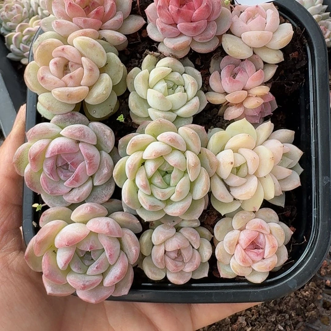 杂交新品珍妮多肉1298