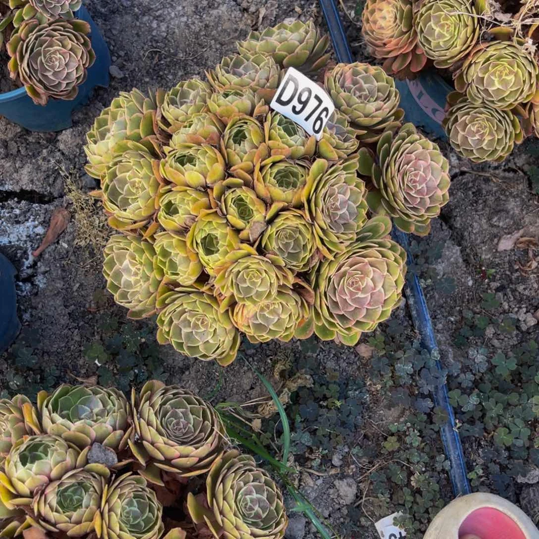 粉花妖法师26/-29包邮
