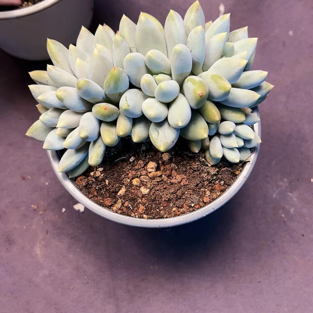 【闪购商品】豆*匠哥特树