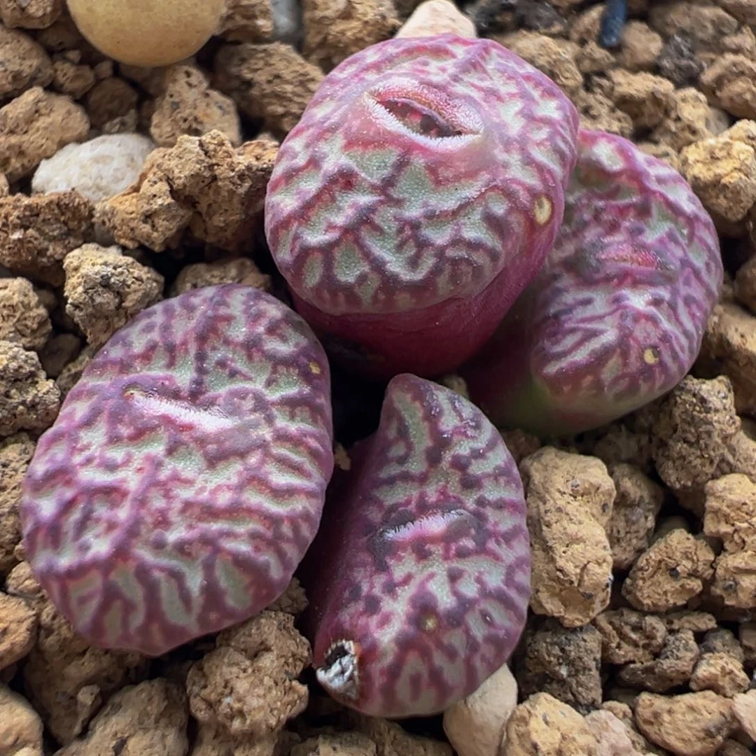 密纹墨群多肉植物带盆