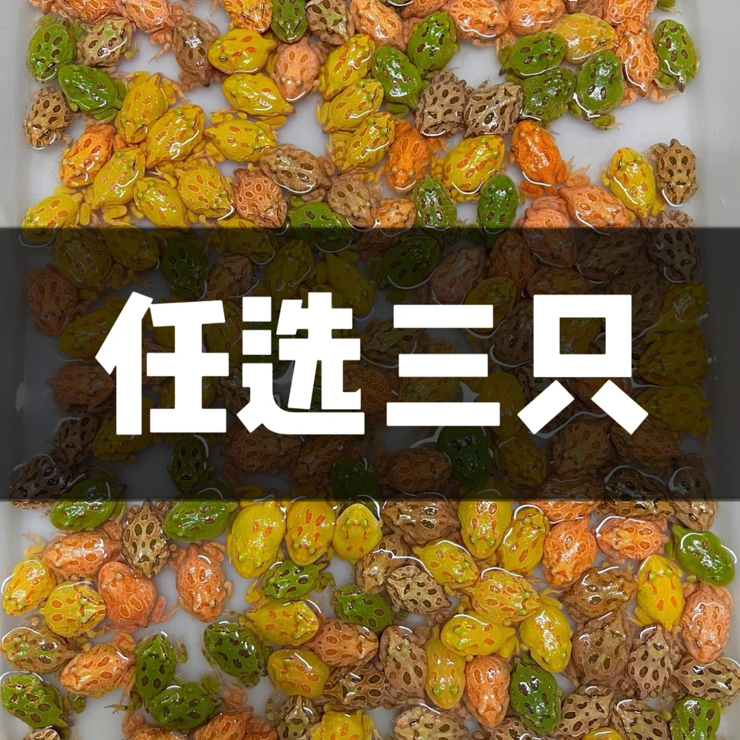 【直播任选3只南美角蛙】  包运损 保开箱活 活体出售不支持无理由
