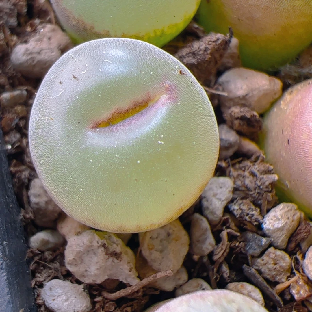 【闪购商品】奶*0000000027