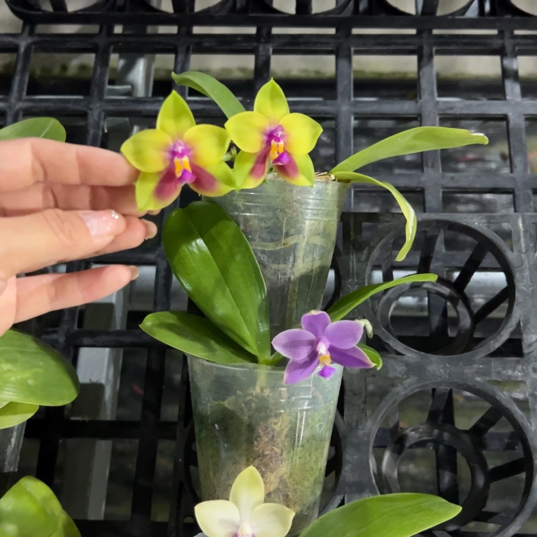 完全开放98三颗。特价任何原因都不售后