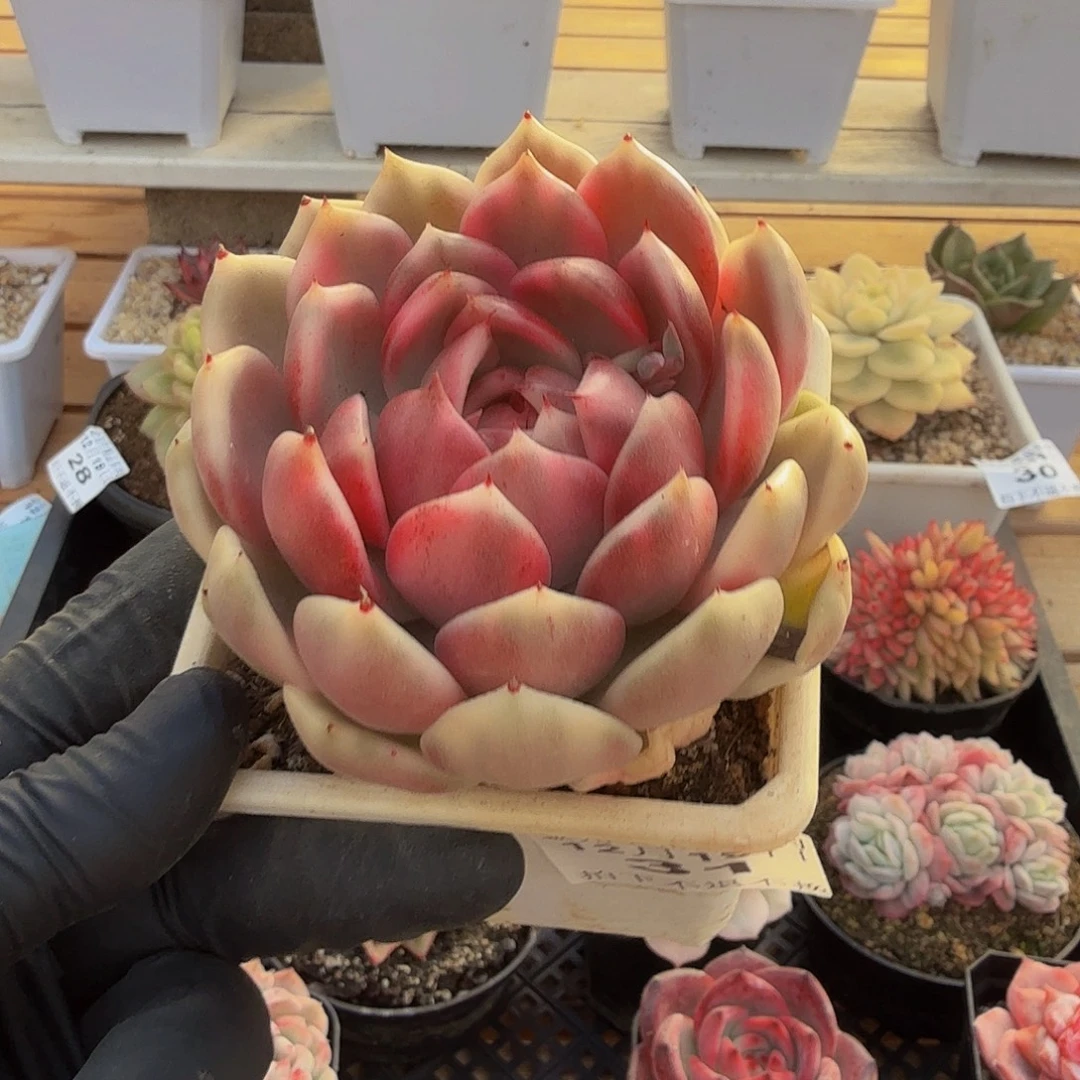 1219-31黑玫瑰锦单头