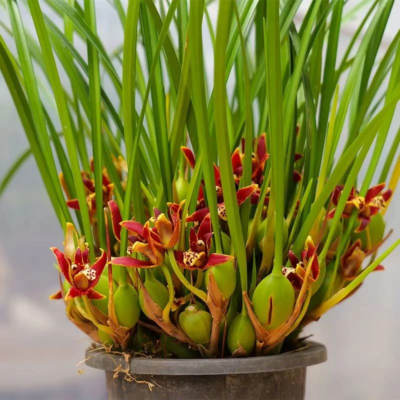 咖啡豆兰花香浓郁可净化空气的香兰