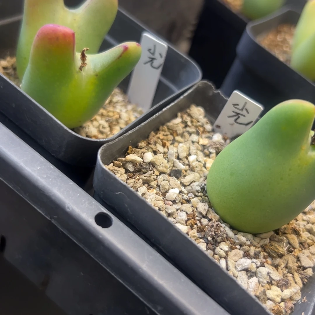 -*专拍专拍 肉锥植物