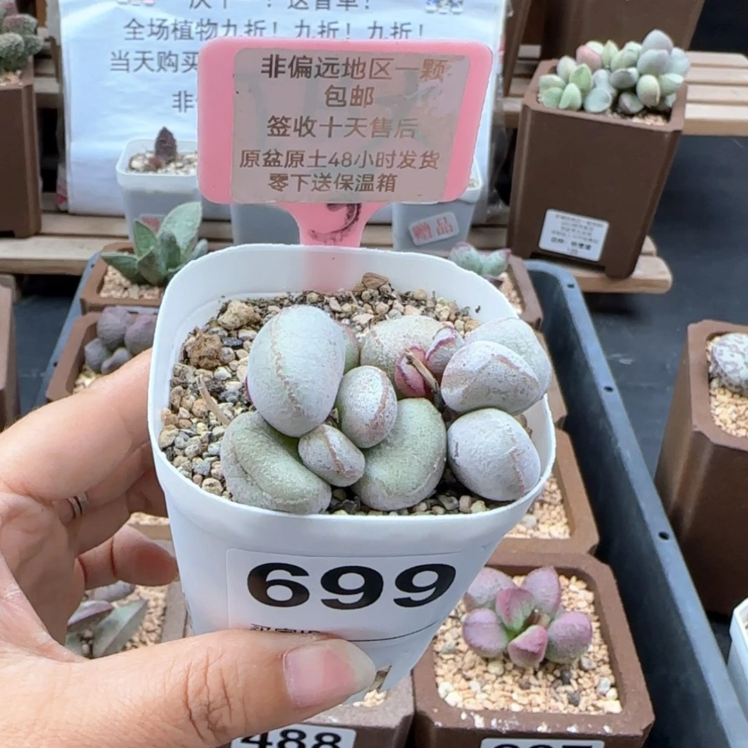 699硬叶白蛋多肉植物