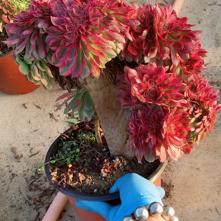 万白朵朵脱土发货啊