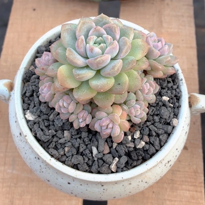 多肉植物 奶油美人-4