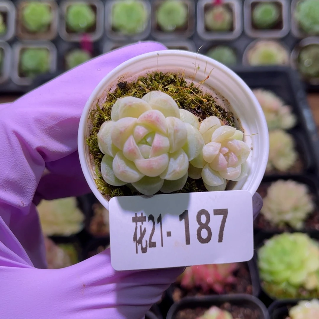 花利美21-187白梦