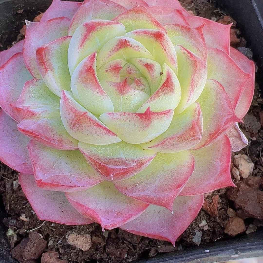 小精品玫瑰仙子19包邮多肉