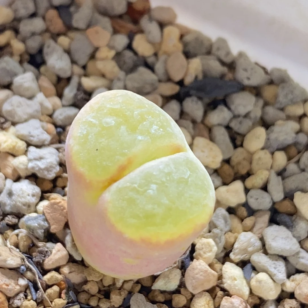 好看好看好看好看