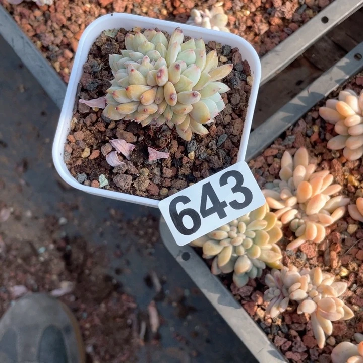 用****6多肉植物一物一拍