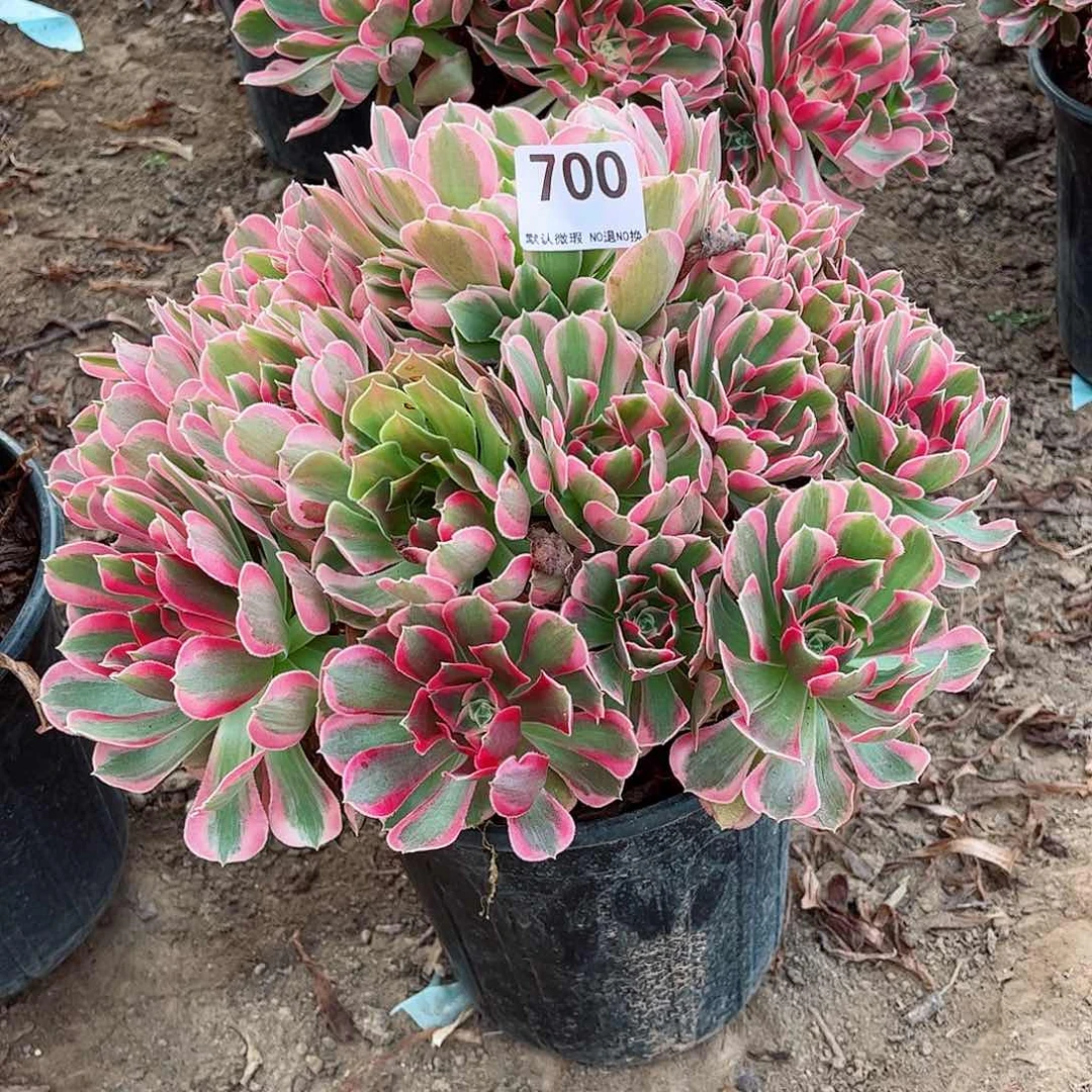 无花朵清****7多肉植物700
