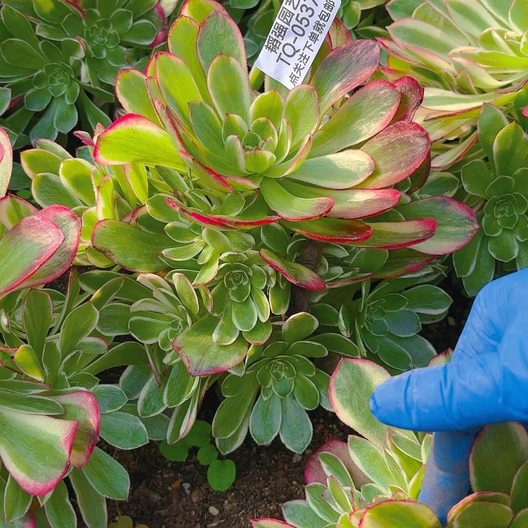 海王多肉植物二号537