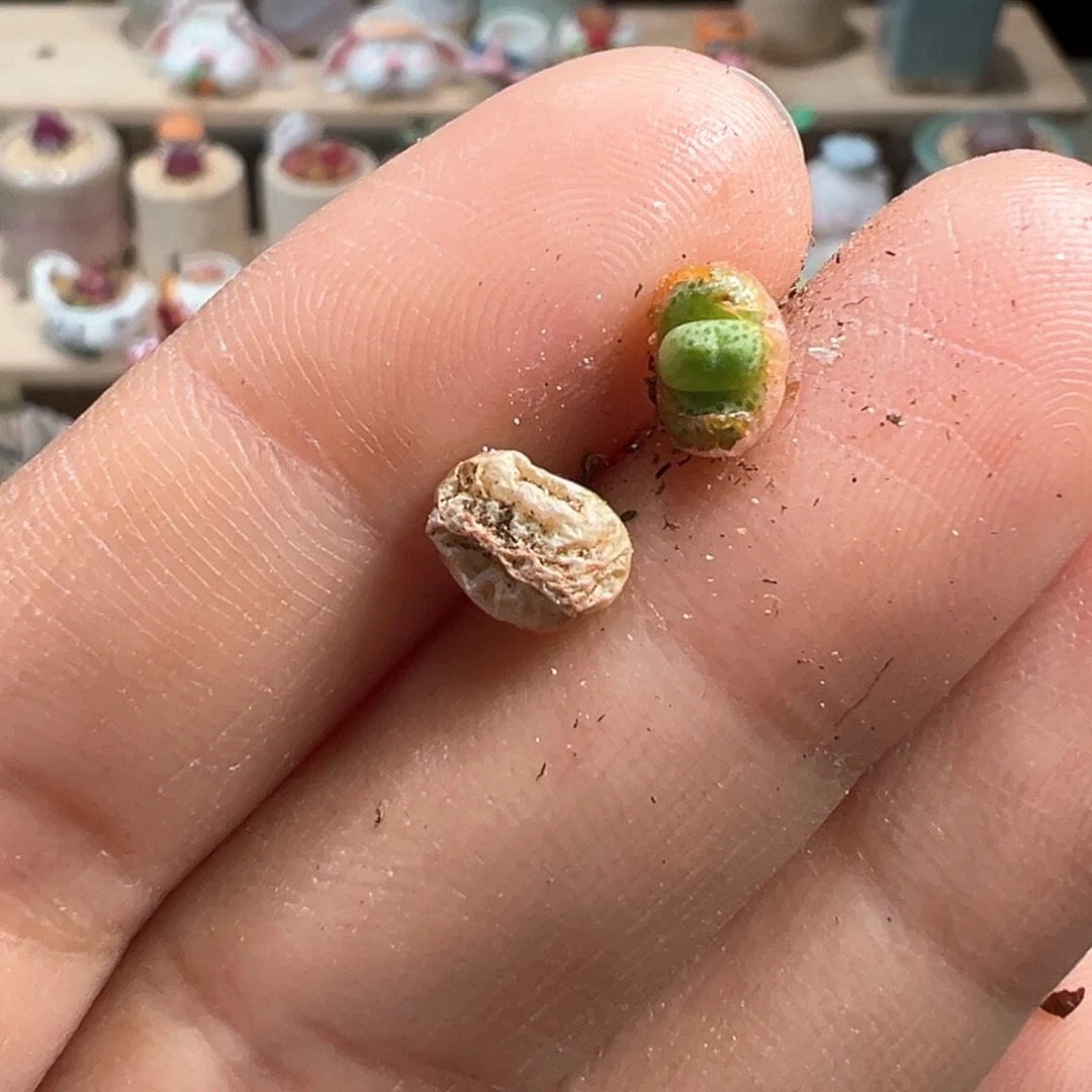 多肉植物223号草莓斑马