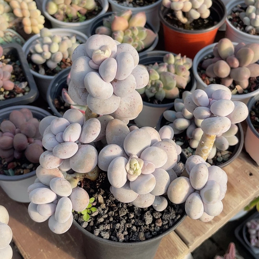 烟美人 脱土发货 10口盆