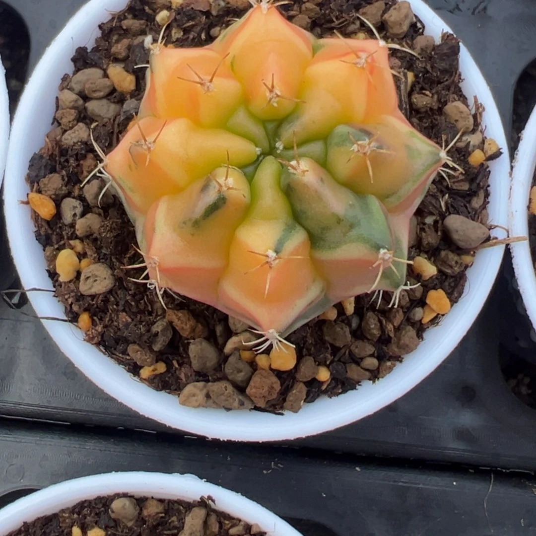 999 好看的米哈冲冲冲