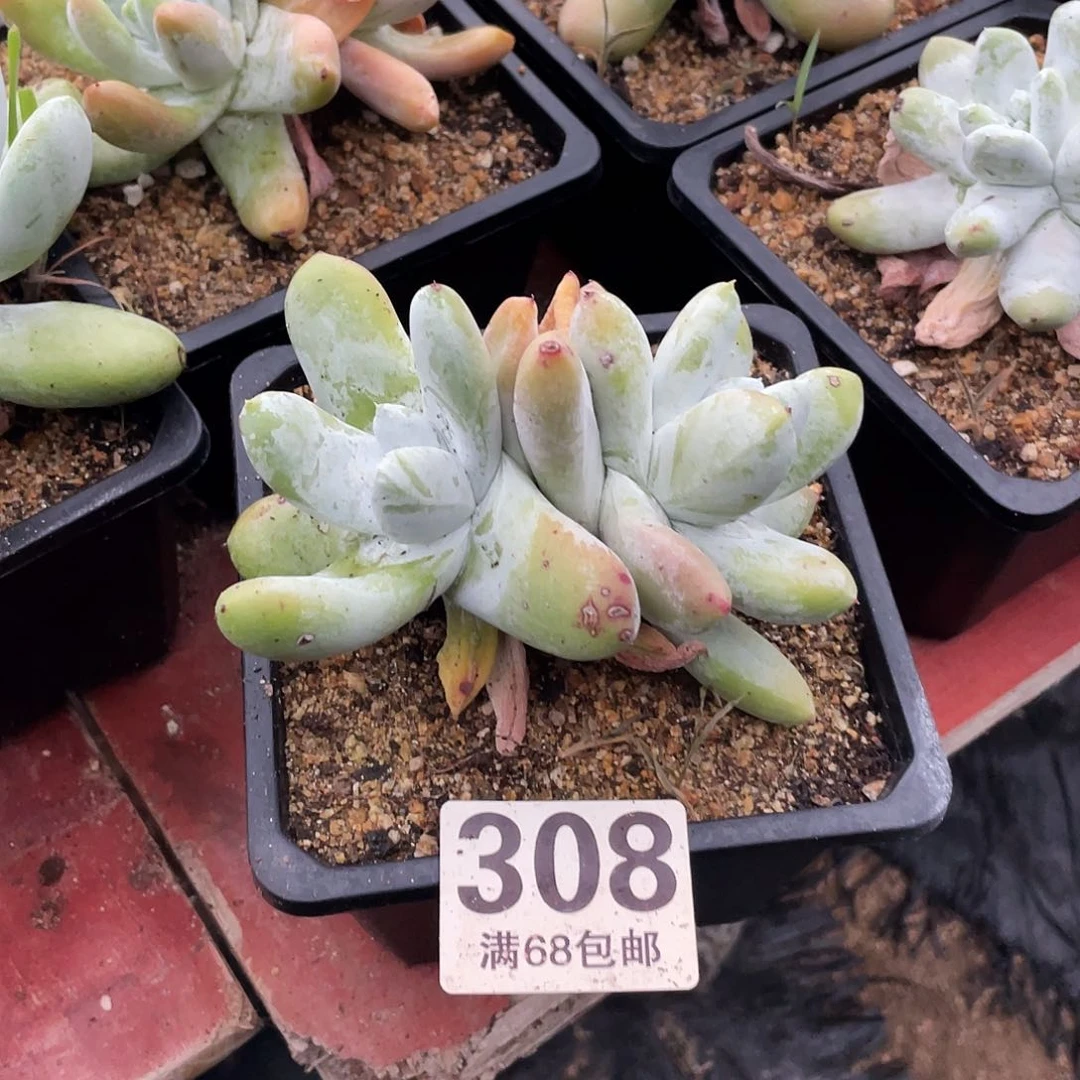 晨溪园艺仙女杯呀