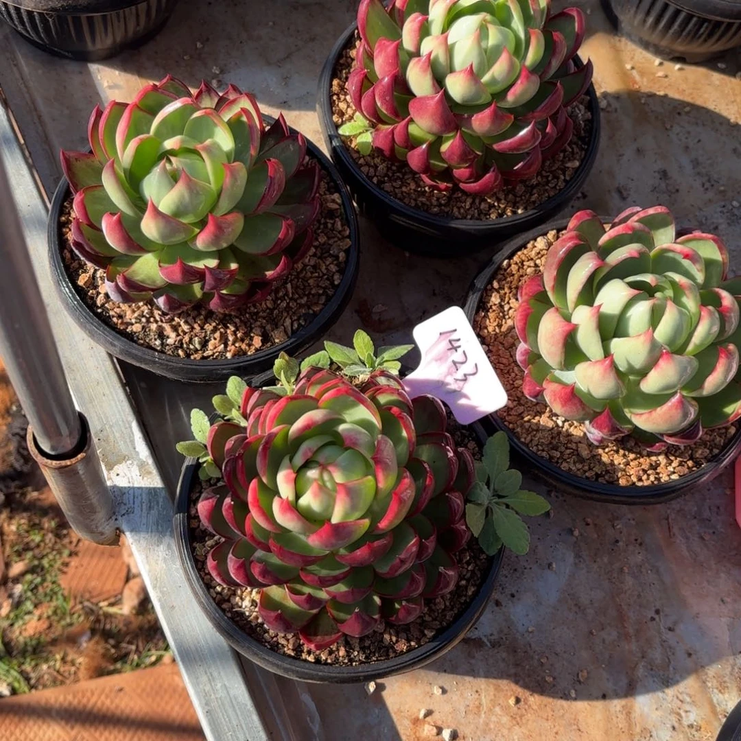 惊鸿仙子好看1423号