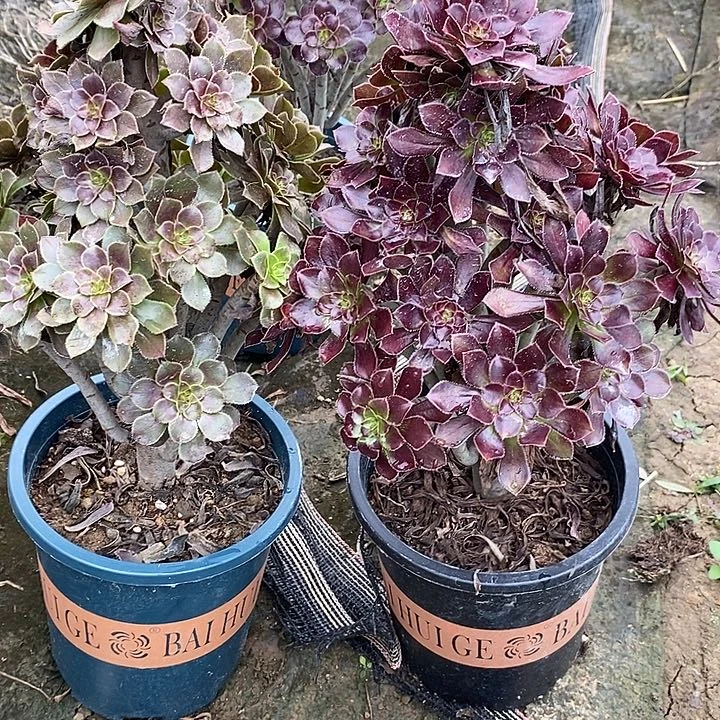 眼***镜灰法➕黑法61多肉植物法师法师