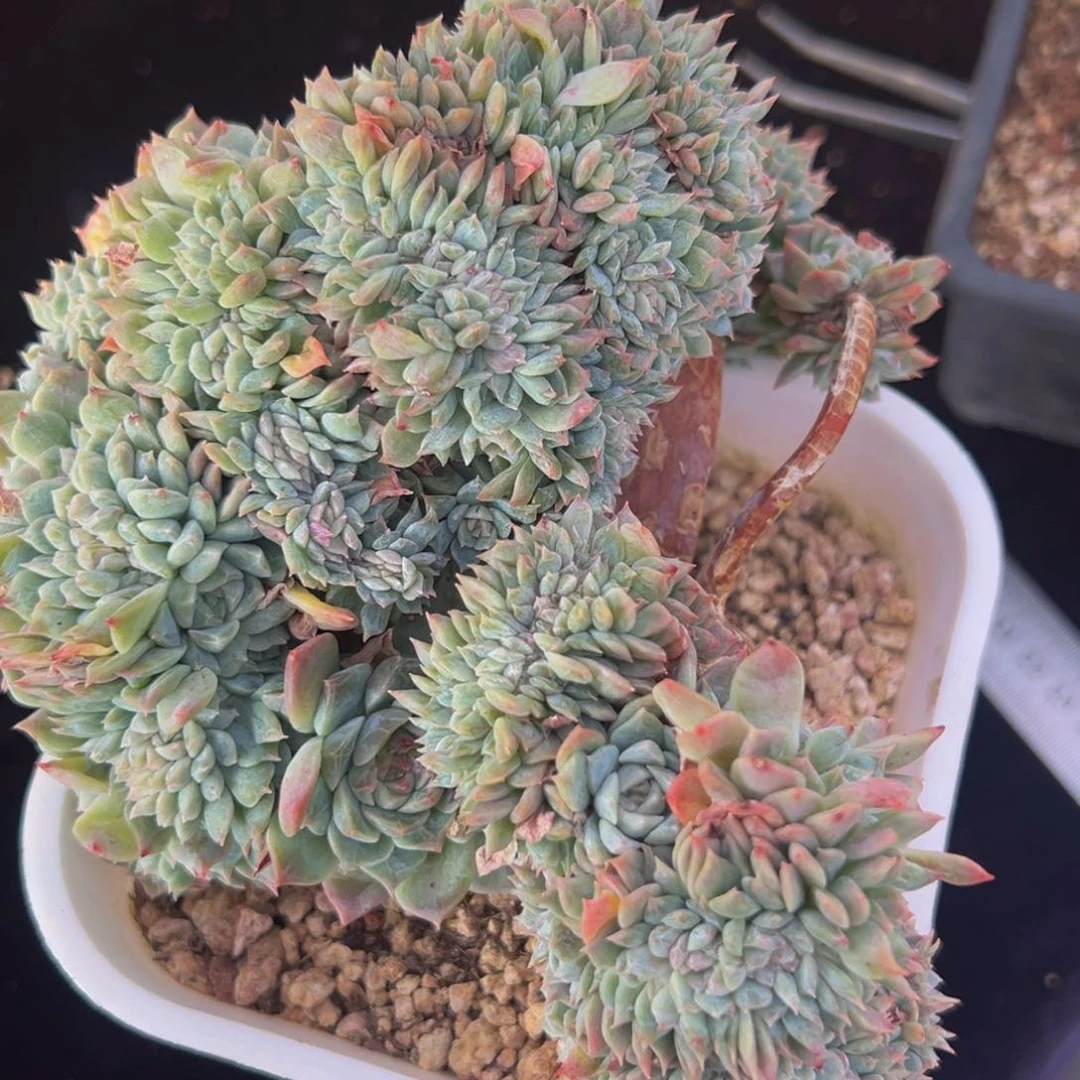 新年快乐 新年快乐