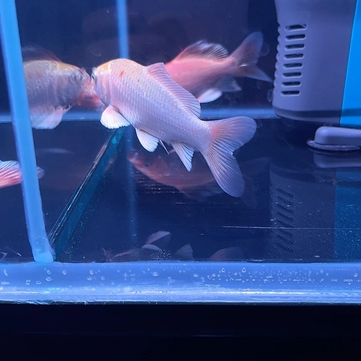 蝴蝶鲤治***下哈哈哈哈哈哈哈哈哈