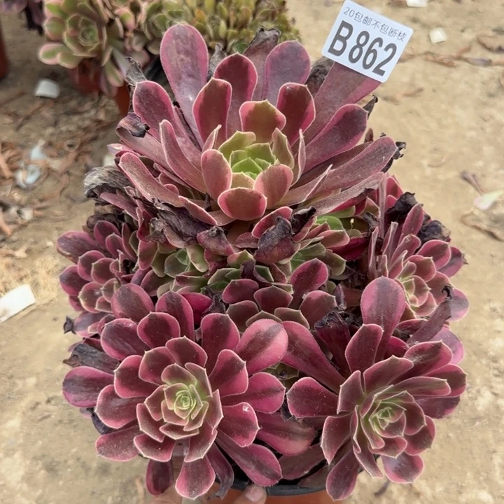 凤冠……多肉植物……