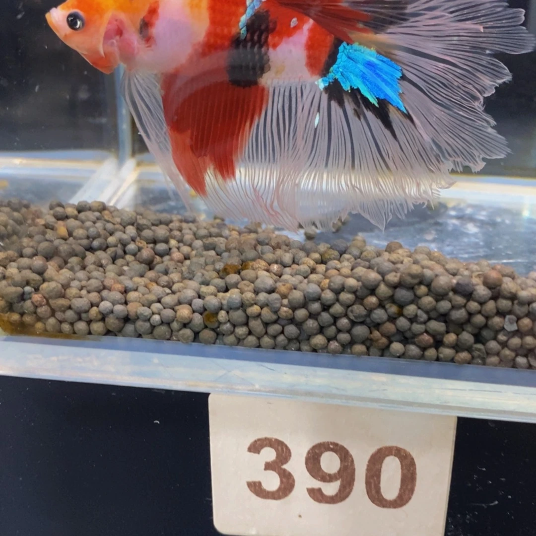 斗鱼390巨斗1111111