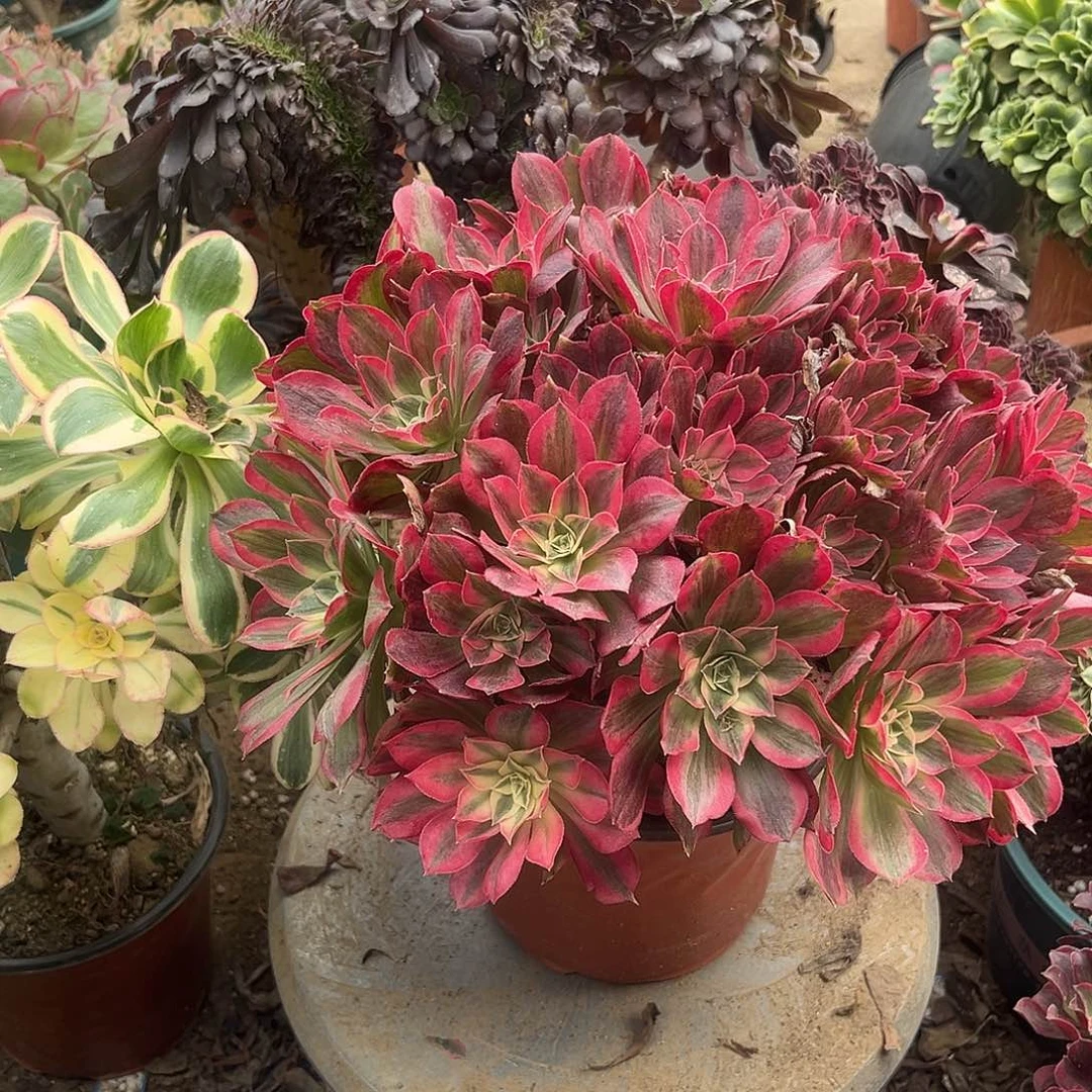6男神法师多肉植物